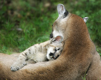 cougar and kitten