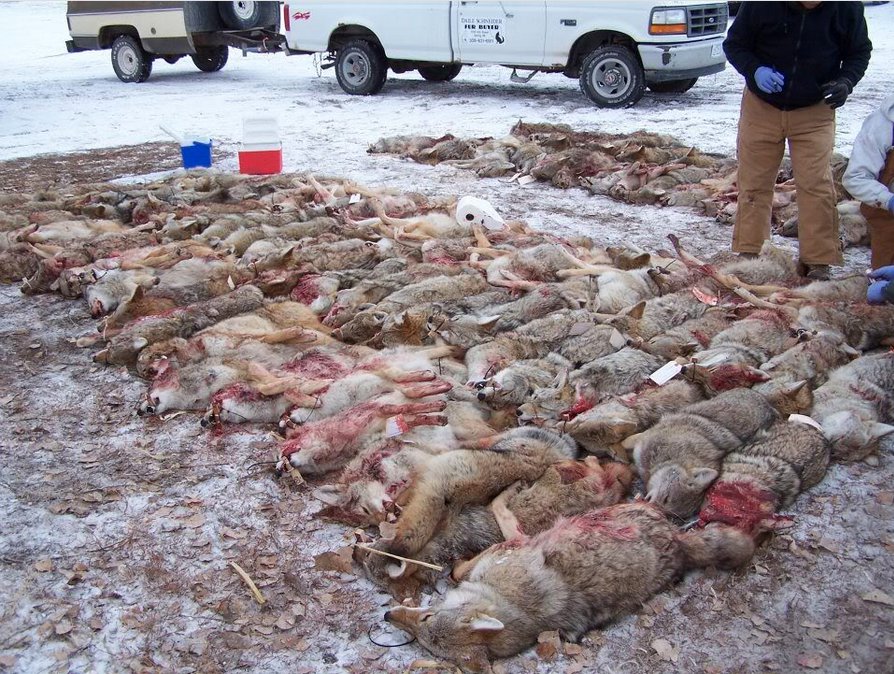 coyote kills in wildlife killing contest
