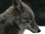 coyote pc Christopher Bruno