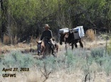Mex wolf Halfmoom pack USFWS