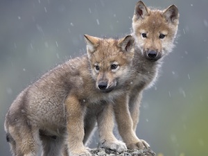 Gray wolf puppies pc Tim Fitzharris