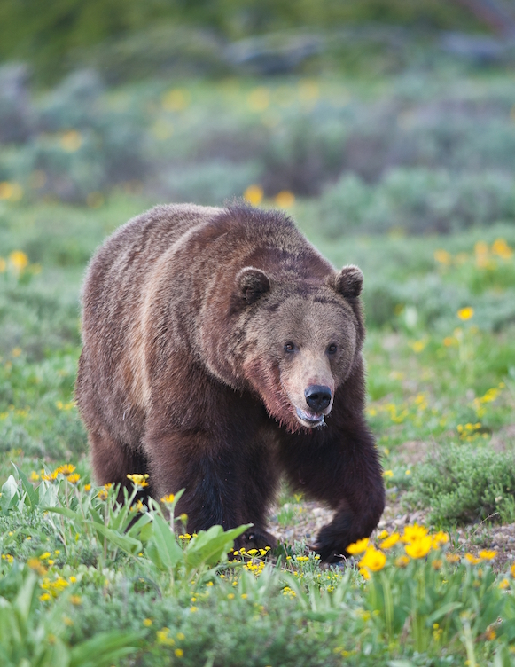 springtime grizzly pc Sam Parks Photography