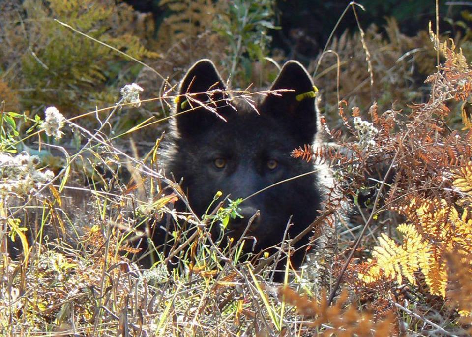 Black Wolf pc Oregon Dept Fish and Wildlife
