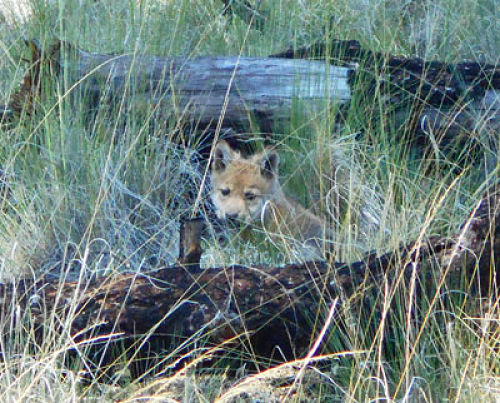 Pack Pup by U.S. Fish and Wildlife Service