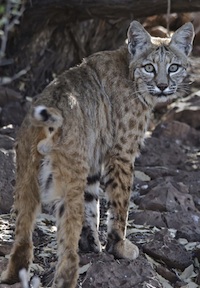 Male bobcat leaving small pc Elroy Limmer