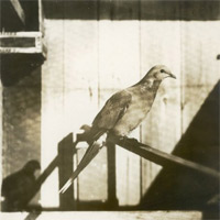B&amp;W passenger pigeon photo. Credit: Wisconsin Historical