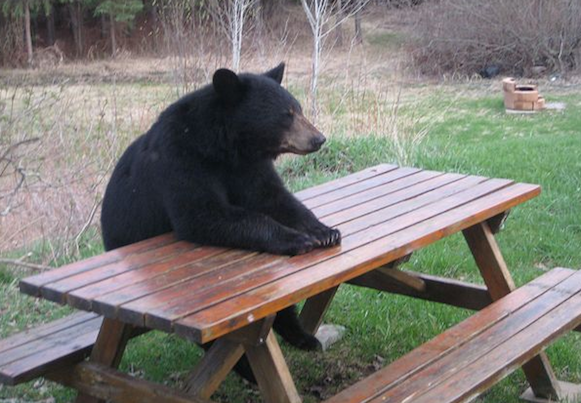 picnic table bear