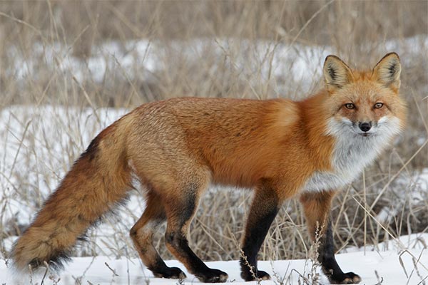 red-fox-ray-rafiti.jpg