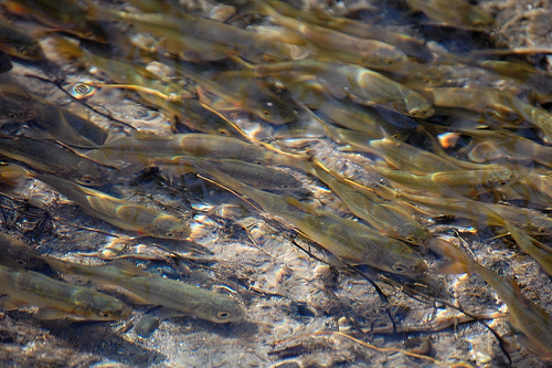 Rio Grande chubs. Photo: U.S. Fish and Wildlife Service