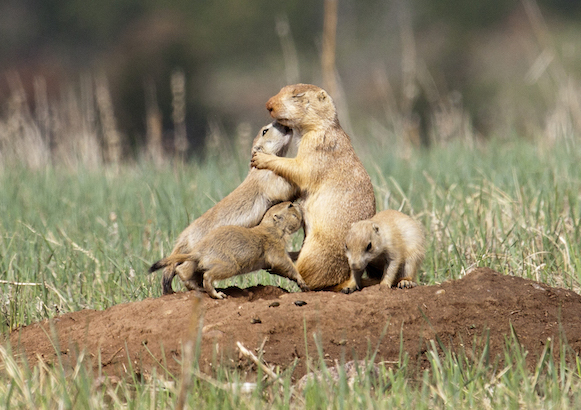 Prairie dog mom and pups