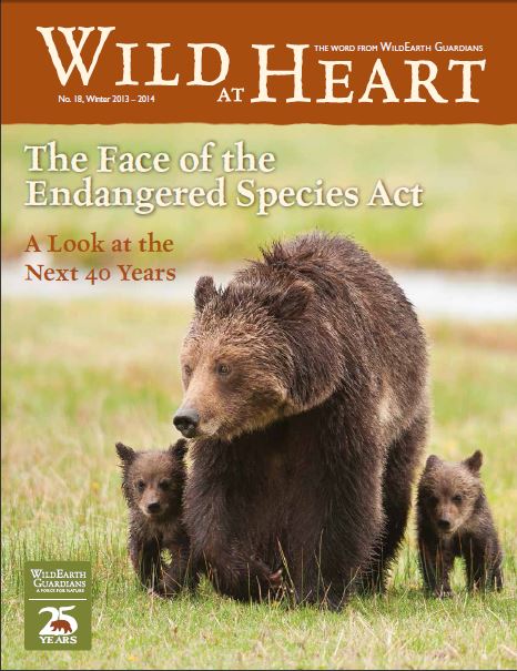Wild at Heart #18 cover