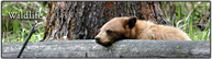 wildlife.jpg