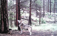 wolf amputee middle for pack pc mex wolf interagency