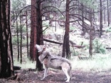 wolf amputee thumbprint