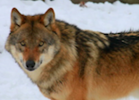 wolf pc istock