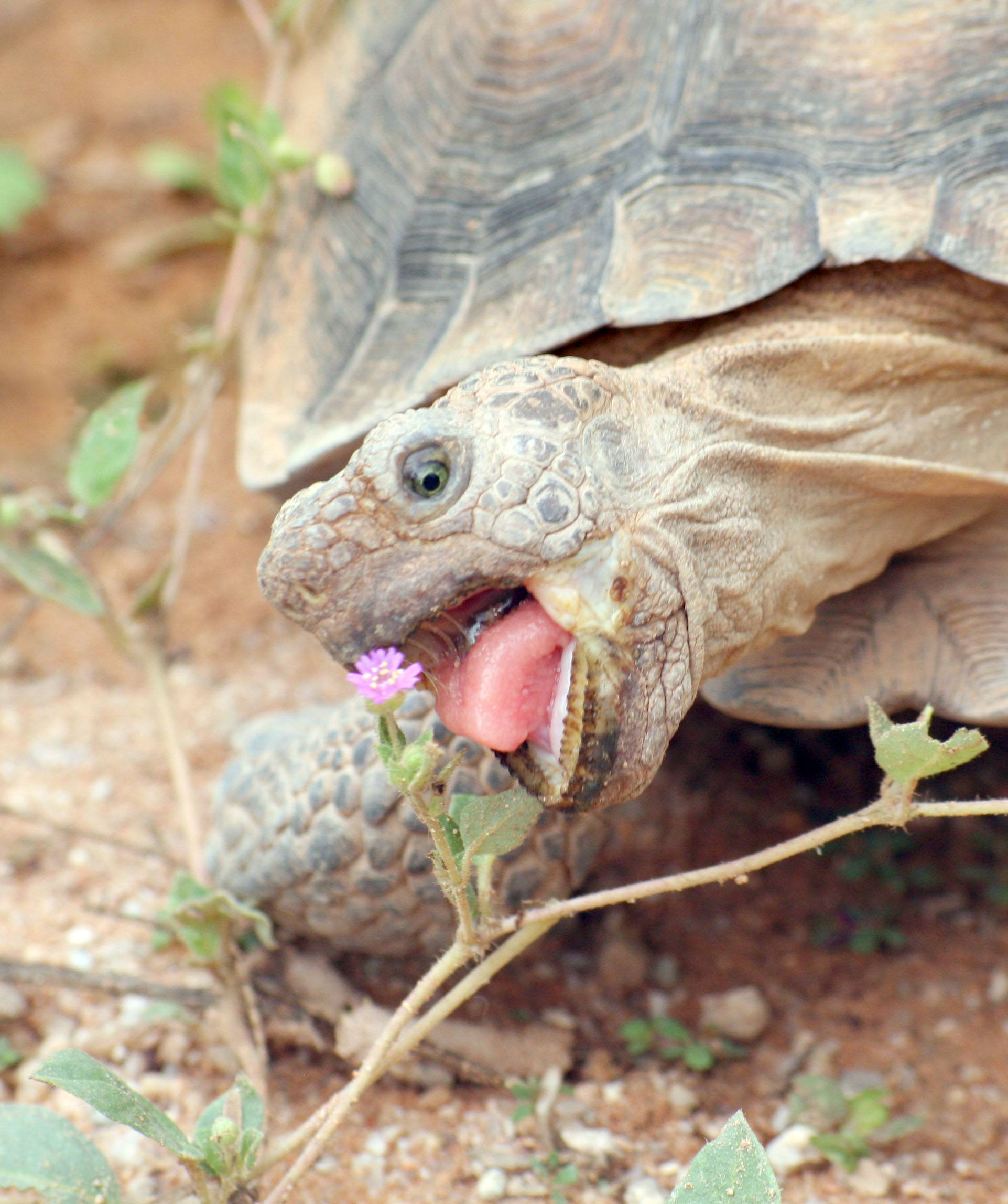 Sonoran Desert Tortoise photo credit Dennis Caldwell